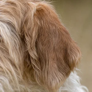 Briquet Griffon Vendéen — ears