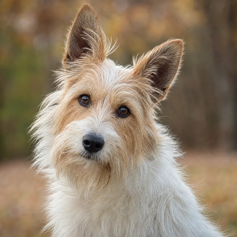 Briquet Griffon Vendéen — alert