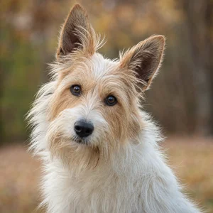 Briquet Griffon Vendéen — alert