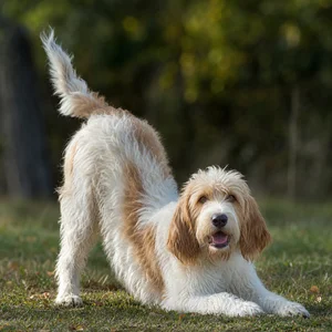 Briquet Griffon Vendéen — playful