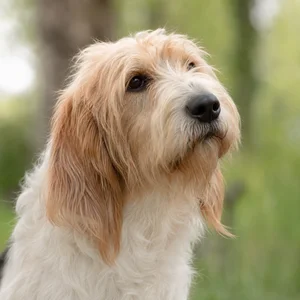 Briquet Griffon Vendéen — relaxed
