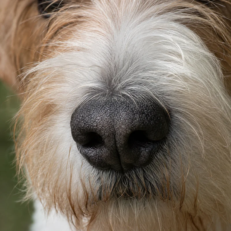 Briquet Griffon Vendéen — nose