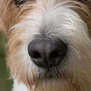 Briquet Griffon Vendéen — nose