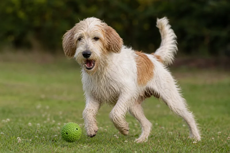 Briquet Griffon Vendéen — playing