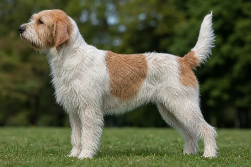 Briquet Griffon Vendéen — side