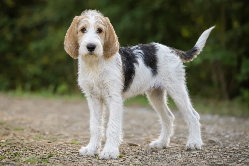 Briquet Griffon Vendéen — puppy (~4 mo)