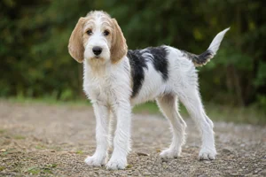 Briquet Griffon Vendéen — puppy (~4 mo)