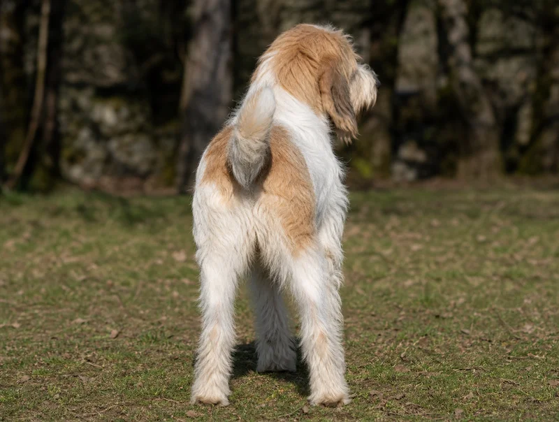 Briquet Griffon Vendéen — rear