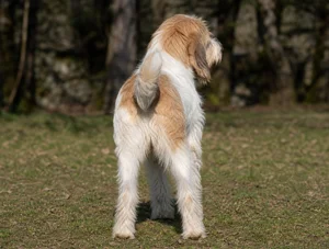 Briquet Griffon Vendéen — rear