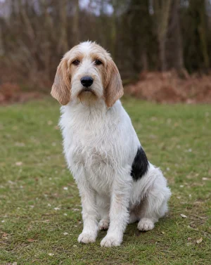 Briquet Griffon Vendéen — sitting