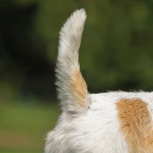 Briquet Griffon Vendéen — tail