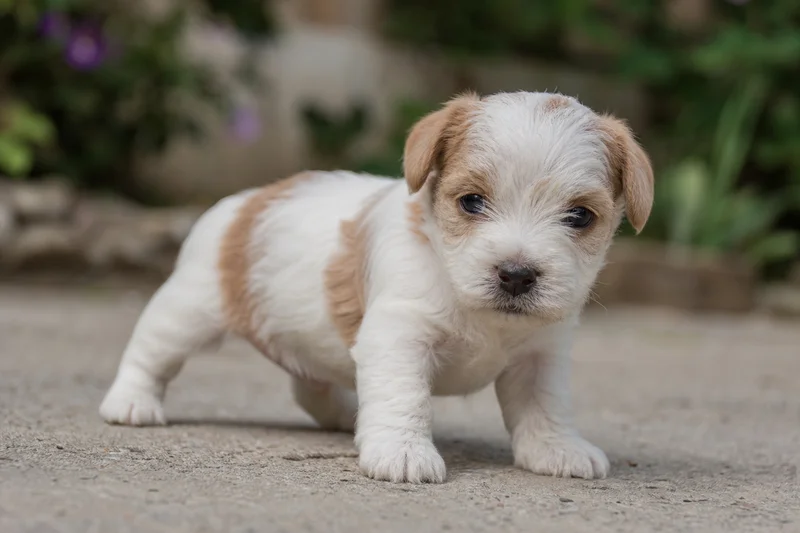 Briquet Griffon Vendéen — young puppy (~1 mo)