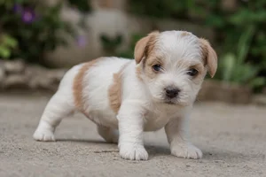 Briquet Griffon Vendéen — young puppy (~1 mo)
