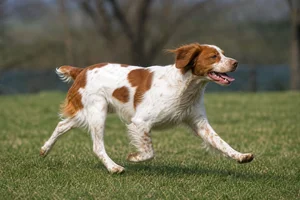 Brittany — running