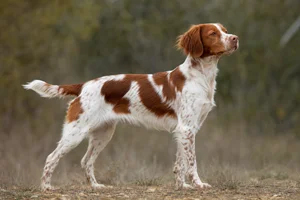 Brittany — adult
