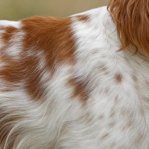 Brittany — coat texture