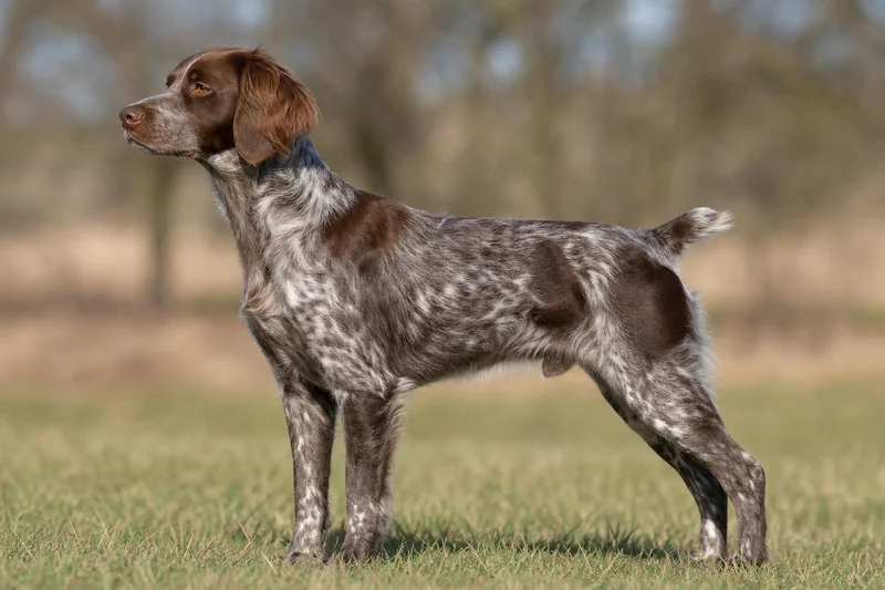 Brittany — Liver Roan coat