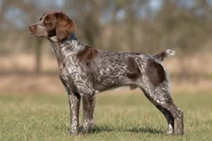 Brittany — Liver Roan coat