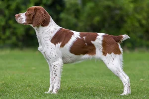 Brittany — Liver & White coat