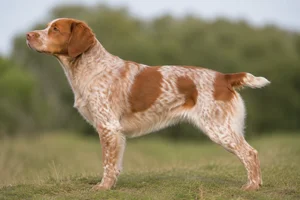 Brittany — Orange Roan coat