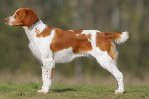 Brittany — Orange & White coat
