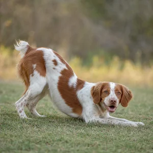 Brittany — playful