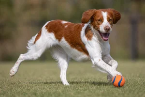 Brittany — playing