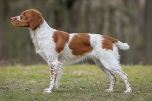 Brittany dog