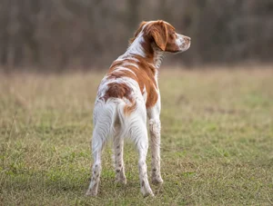 Brittany — rear