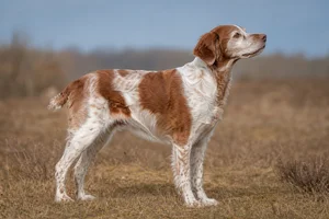 Brittany — senior