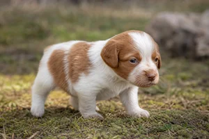 Brittany — young puppy (~1 mo)