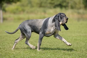 Bruno Jura Hound — running