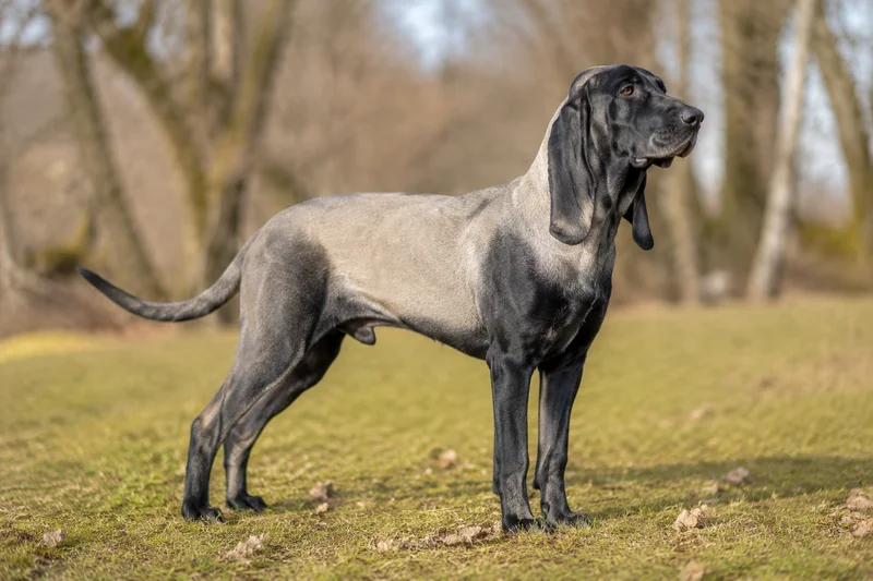 Bruno Jura Hound — adult