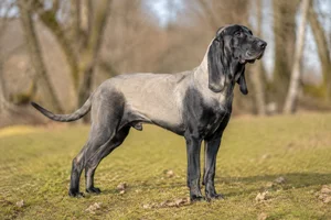 Bruno Jura Hound — adult