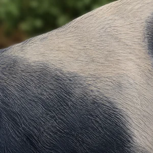 Bruno Jura Hound — coat texture