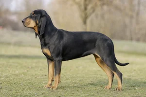 Bruno Jura Hound — Black and tan coat