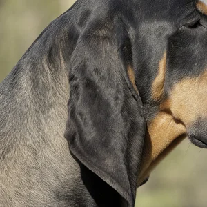 Bruno Jura Hound — ears