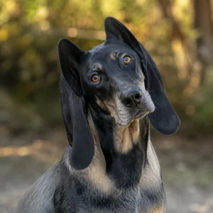Bruno Jura Hound — alert