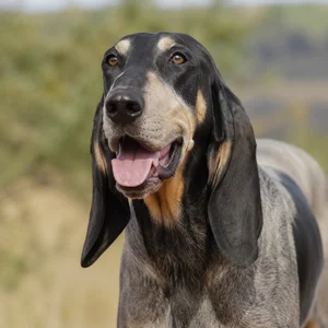 Bruno Jura Hound — happy