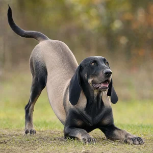 Bruno Jura Hound — playful