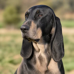 Bruno Jura Hound — relaxed