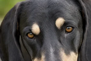 Bruno Jura Hound — eyes