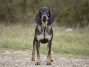 Bruno Jura Hound — front