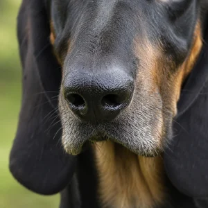 Bruno Jura Hound — nose