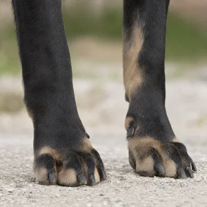 Bruno Jura Hound — paws
