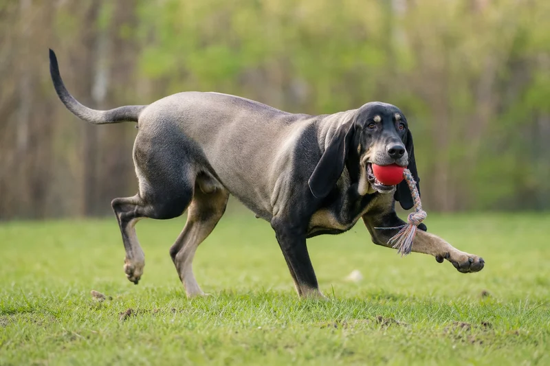 Bruno Jura Hound — playing