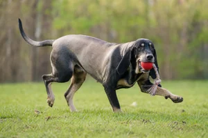 Bruno Jura Hound — playing
