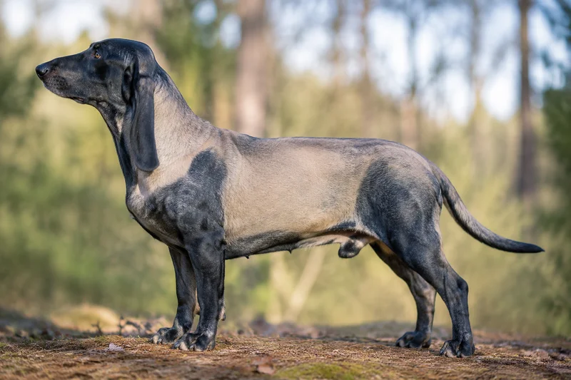 Bruno Jura Hound — side