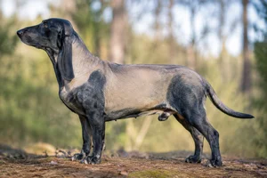 Bruno Jura Hound dog