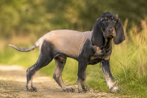 Bruno Jura Hound — puppy (~4 mo)